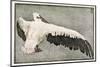 Pelican with Outspread Wings-Walther Klemm-Mounted Photographic Print