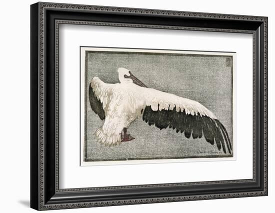 Pelican with Outspread Wings-Walther Klemm-Framed Photographic Print