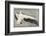 Pelican with Outspread Wings-Walther Klemm-Framed Photographic Print