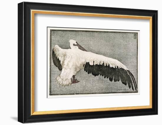 Pelican with Outspread Wings-Walther Klemm-Framed Photographic Print