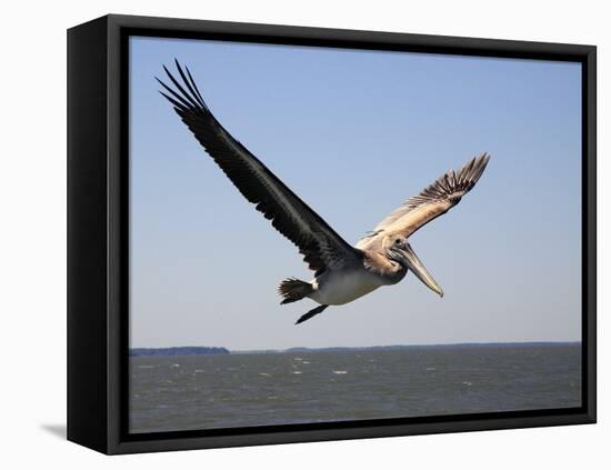 Pelican-J.D. Mcfarlan-Framed Premier Image Canvas