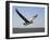 Pelican-J.D. Mcfarlan-Framed Photographic Print