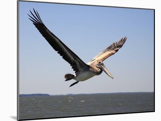 Pelican-J.D. Mcfarlan-Mounted Photographic Print