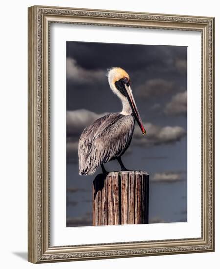 Pelican-Steven Maxx-Framed Premium Photographic Print