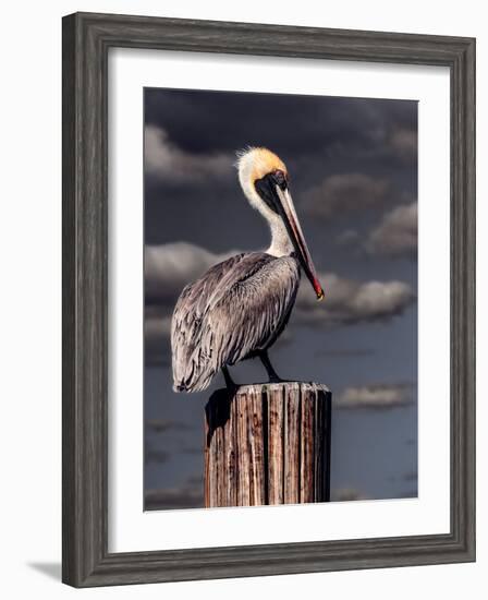 Pelican-Steven Maxx-Framed Premium Photographic Print