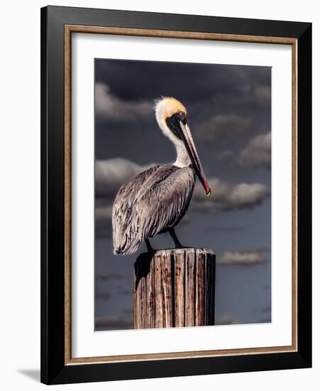 Pelican-Steven Maxx-Framed Premium Photographic Print