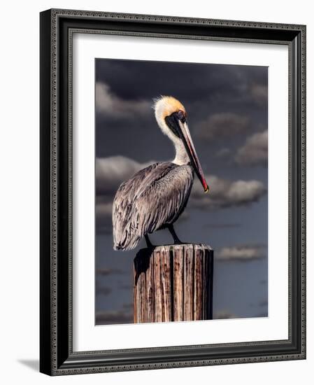 Pelican-Steven Maxx-Framed Premium Photographic Print