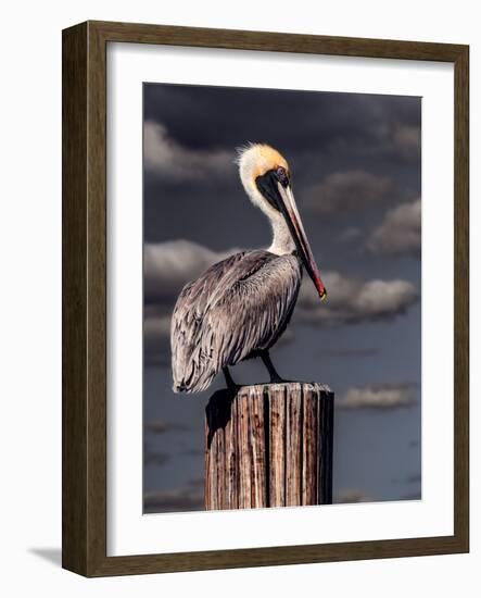 Pelican-Steven Maxx-Framed Photographic Print