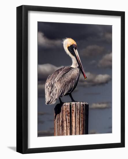 Pelican-Steven Maxx-Framed Photographic Print