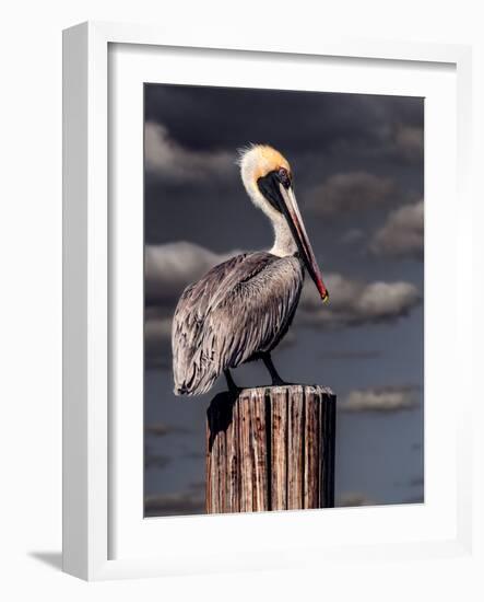 Pelican-Steven Maxx-Framed Photographic Print