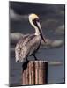 Pelican-Steven Maxx-Mounted Photographic Print