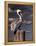 Pelican-Steven Maxx-Framed Premier Image Canvas