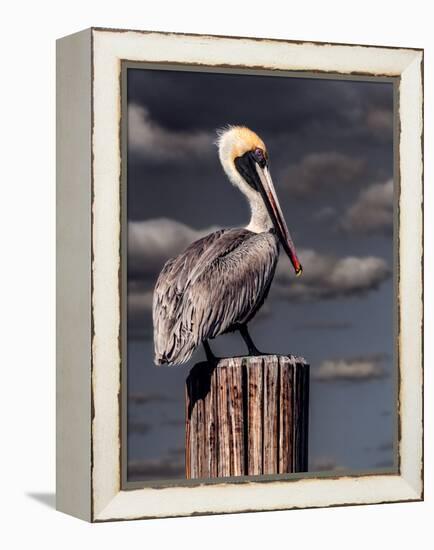 Pelican-Steven Maxx-Framed Premier Image Canvas