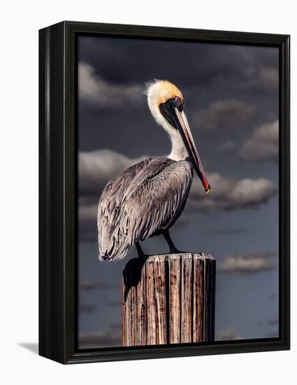 Pelican-Steven Maxx-Framed Premier Image Canvas
