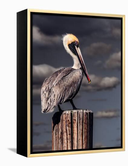 Pelican-Steven Maxx-Framed Premier Image Canvas
