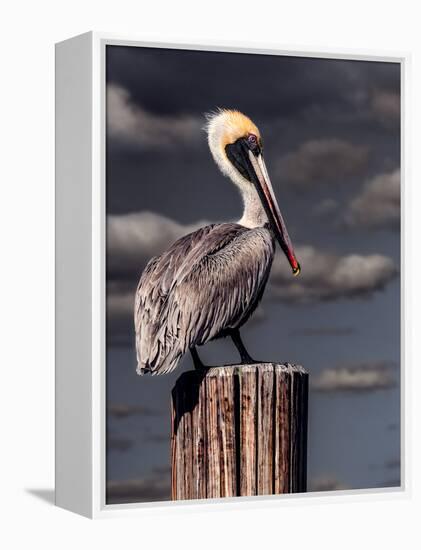 Pelican-Steven Maxx-Framed Premier Image Canvas