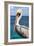 Pelican-Julie DeRice-Framed Art Print