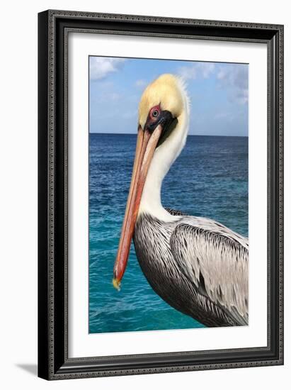 Pelican-Julie DeRice-Framed Art Print