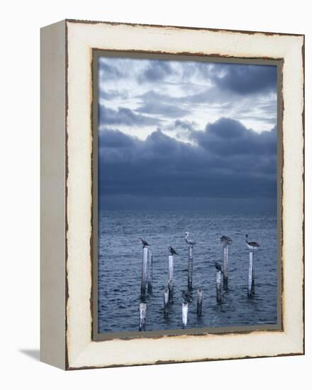 Pelicans, Caye Caulker, Belize-Russell Young-Framed Premier Image Canvas