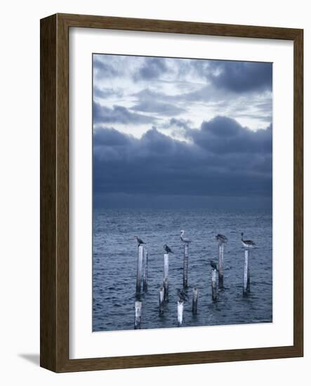 Pelicans, Caye Caulker, Belize-Russell Young-Framed Photographic Print