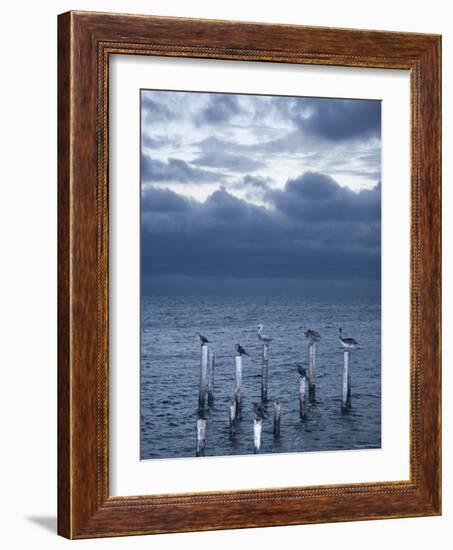 Pelicans, Caye Caulker, Belize-Russell Young-Framed Photographic Print