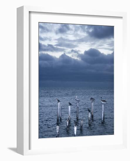 Pelicans, Caye Caulker, Belize-Russell Young-Framed Photographic Print