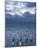 Pelicans, Caye Caulker, Belize-Russell Young-Mounted Photographic Print