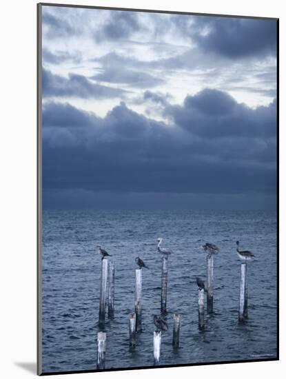 Pelicans, Caye Caulker, Belize-Russell Young-Mounted Photographic Print