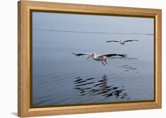 Pelicans Flying Above the Ocean Near Walvis Bay, Namibia-Alex Saberi-Framed Premier Image Canvas