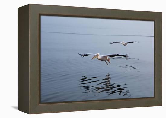 Pelicans Flying Above the Ocean Near Walvis Bay, Namibia-Alex Saberi-Framed Premier Image Canvas