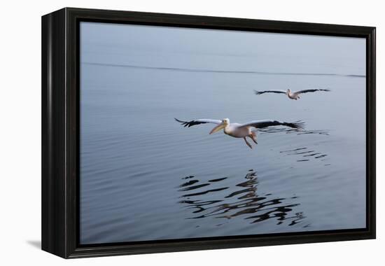 Pelicans Flying Above the Ocean Near Walvis Bay, Namibia-Alex Saberi-Framed Premier Image Canvas