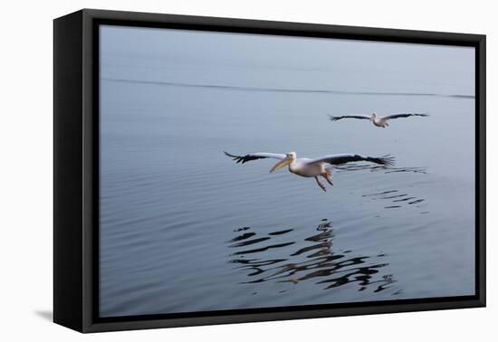 Pelicans Flying Above the Ocean Near Walvis Bay, Namibia-Alex Saberi-Framed Premier Image Canvas