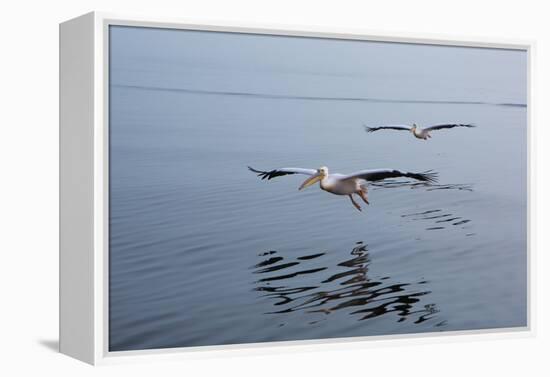 Pelicans Flying Above the Ocean Near Walvis Bay, Namibia-Alex Saberi-Framed Premier Image Canvas