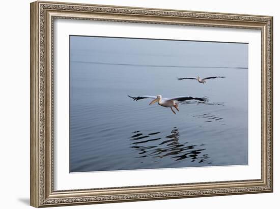 Pelicans Flying Above the Ocean Near Walvis Bay, Namibia-Alex Saberi-Framed Photographic Print