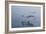 Pelicans Flying Above the Ocean Near Walvis Bay, Namibia-Alex Saberi-Framed Photographic Print