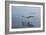 Pelicans Flying Above the Ocean Near Walvis Bay, Namibia-Alex Saberi-Framed Photographic Print