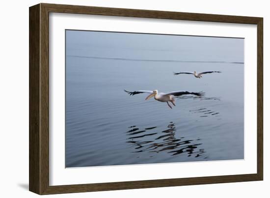 Pelicans Flying Above the Ocean Near Walvis Bay, Namibia-Alex Saberi-Framed Photographic Print