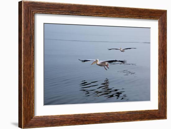 Pelicans Flying Above the Ocean Near Walvis Bay, Namibia-Alex Saberi-Framed Photographic Print