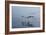 Pelicans Flying Above the Ocean Near Walvis Bay, Namibia-Alex Saberi-Framed Photographic Print