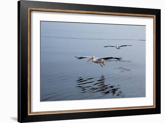 Pelicans Flying Above the Ocean Near Walvis Bay, Namibia-Alex Saberi-Framed Photographic Print