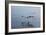 Pelicans Flying Above the Ocean Near Walvis Bay, Namibia-Alex Saberi-Framed Photographic Print