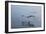 Pelicans Flying Above the Ocean Near Walvis Bay, Namibia-Alex Saberi-Framed Photographic Print