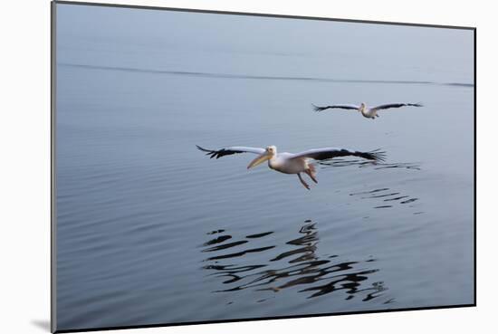 Pelicans Flying Above the Ocean Near Walvis Bay, Namibia-Alex Saberi-Mounted Photographic Print