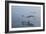 Pelicans Flying Above the Ocean Near Walvis Bay, Namibia-Alex Saberi-Framed Photographic Print