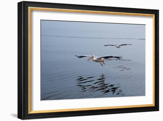 Pelicans Flying Above the Ocean Near Walvis Bay, Namibia-Alex Saberi-Framed Photographic Print