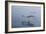 Pelicans Flying Above the Ocean Near Walvis Bay, Namibia-Alex Saberi-Framed Photographic Print