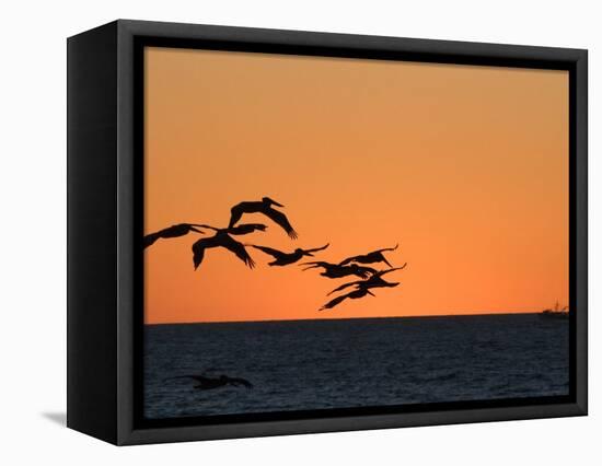 Pelicans Flying at Dusk, Mazatlan, Mexico-Charles Sleicher-Framed Premier Image Canvas