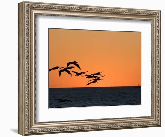 Pelicans Flying at Dusk, Mazatlan, Mexico-Charles Sleicher-Framed Photographic Print