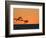 Pelicans Flying at Dusk, Mazatlan, Mexico-Charles Sleicher-Framed Photographic Print