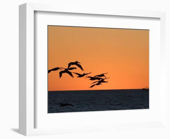 Pelicans Flying at Dusk, Mazatlan, Mexico-Charles Sleicher-Framed Photographic Print